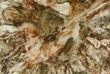 Beautiful Petrified Wood (Araucaria) Slab - Madagascar #361474-1